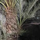 صنات عجوه