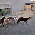 رخال سواكني درمانيات