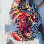 رحلات بحرية صيد ونزهة من بحر مستورة  محافظة رابغ