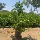 مشتل الجموم الجميع انواع اشجار
