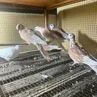 قماري