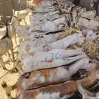 غنم للبيع تيوس صومالي وبربري صومالي وحاشي أعداد كبيره