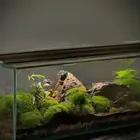 تفصيل تيراريوم بأحجام كبيرة جدا