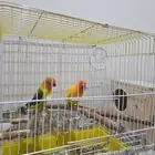 زوج فيشر