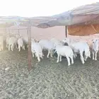 طليان