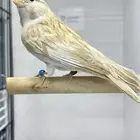 كناري ايزابيل للبيع