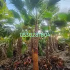 نخل واشنطني زينه 053.028.1804