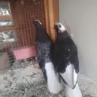 حمام قطايف جاهزه لترسيم