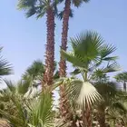 نخل واشنطنيا زينه وملوكي وجوز الهند