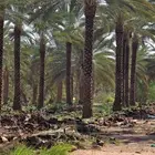 زراعة النخيل صيانة النخيل