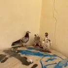 بسم الله الرحمن الرحيم اليوم عارض لكم حمام اليوم جبتها من