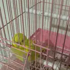 طير بادجي مع قفص أنثى