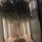 شجر زيتون صناعي وشتلات زيتون نيبالي