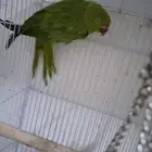 للبيع جوز دره