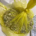 كروان لاتينو
