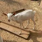ماعز بلدي