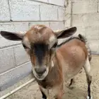 ذكور ماعز قزمي