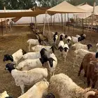 بربري برابر صومالية جدعان وتنيان مرابي شهرين ونصف