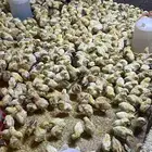 صوص بلدي للبيع الوان فواتح