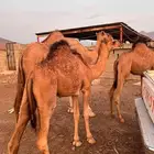 قعدان للبيع