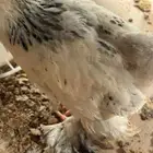 صوص براهما كولمبي دم صافي