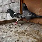 حمام باكستاني للبيع جمله وتفريد