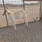 تيس وجفره مضرع اسنانهم رباع