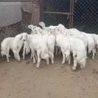 20 مرابي نظيف وسمان وشعره