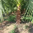 نخل للبيع عربي وزينه واشنطني ونارجين وملوكي