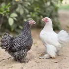 دجاجتين كوشن مستوا طيب