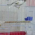 ذكر كناري دوبل كريست تغريد شرط