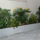 مشتل مشاتل