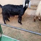 عنز للبيع سوداء عارضية... بريدة