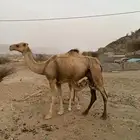 ناقة عاديه للبيع تحتها بكره