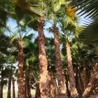 نخل واشنطني زينه