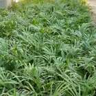 اريكا صفراء