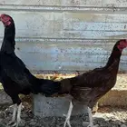 دجاج باكستاني سندي