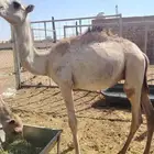 اللي عنده مناسبة او ملحمة متوفر قعدان طيبة تبارك الله