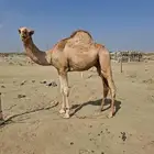 بعير اركي ب عمر 9شهور