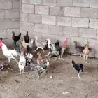 ديوك عمر 5 شهور
