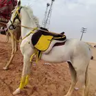 اجار جمال رحول راكبي خيول عربيه شعبيه وخيول صغيره ابعير