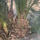 نخل فسائل احجام ما شاء الله تبارك الله تبارك كبار