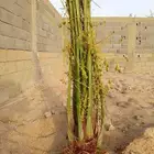 توريد جميع انواع انخيل المثمر