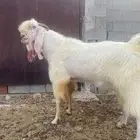 فحل عرضي مشروط صنف الصنف