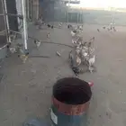 يوجد دجاج بلدي بياض عمر 12 شهر