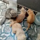 للبيع قطط صغار أليفة