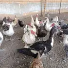 بط شهرمان عدد 16