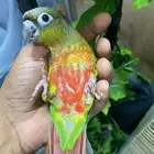 بغباء كنيور اليف هدد ماعنده عض نهايه بس 630ريال