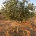 للبيع وتوريد جميع انواع النخيل العربي وزيتون