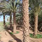 نخل عربي وواشنطنيا